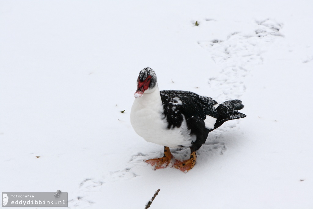 2010-11-29 Sneeuw, Deventer 017